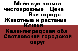 Мейн-кун котята чистокровные › Цена ­ 25 000 - Все города Животные и растения » Кошки   . Калининградская обл.,Светловский городской округ 